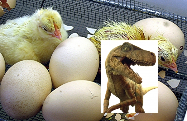 Creation of Newly Hatched Surprise: Step 5